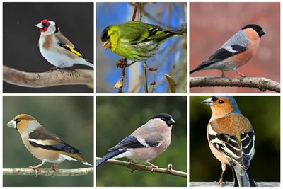 Такие разные птицы