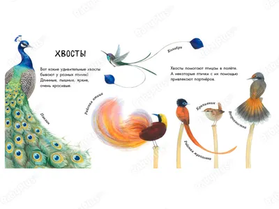 Птицы: экзотические, хищные, разные... - Zoo