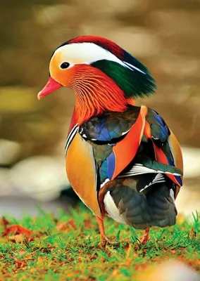 Разные птицы - красивые фото