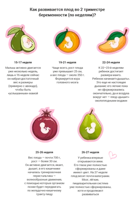 15-я неделя беременности, вес ребенка, фото, календарь беремености |  Мамоведия - о здоровье и развитии ребенка