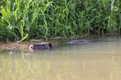 Coypu Myocastor Coypus Также Известный Как Речная Крыса Или Нутрия —  стоковые фотографии и другие картинки Бобр - iStock