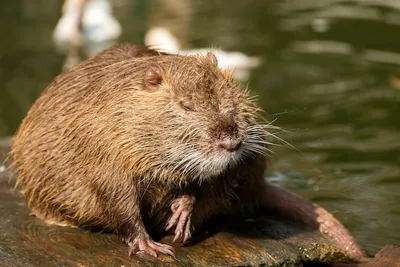 Nutria, Myocastor coypus или речная крыса дикая у реки стоковое фото  ©rss.vladimir@gmail.com 412310562