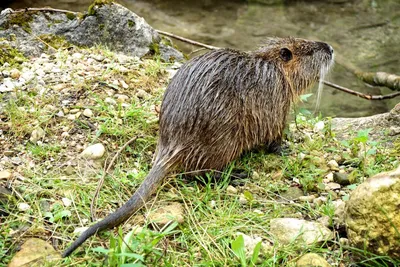 Nutria Myocastor Coypus или речная крыса в дикой природе у реки, Стоковое  видео - Envato Elements