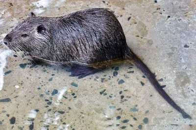 Nutria Myocastor Coypus Речная Крыса Дикая Реки стоковое фото  ©rss.vladimir@gmail.com 349187068