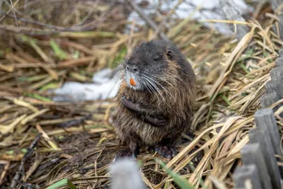 Nutria Myocastor Coypus или речная крыса в дикой природе у реки, Стоковое  видео - Envato Elements