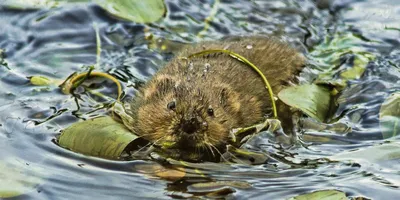 Ондатра животное (67 фото) | Mammals, Nature animals, Animals wild