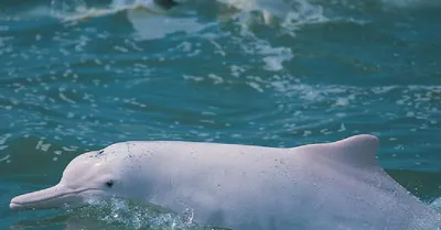 Amazonas-Flussdelfin Orinoko - Амазонский дельфин, или амазонский речной  дельфин , или амазонский пресноводный дельфин[3], или … | Дельфины,  Млекопитающие, Животные