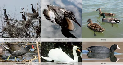 Водоплавающие птицы Шербакульских озер