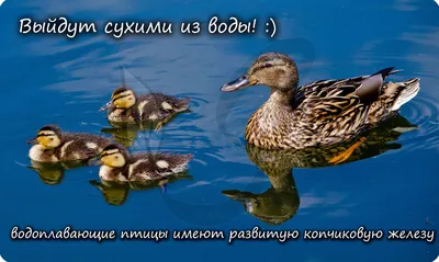 Водоплавающие птицы Москвы
