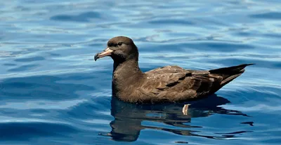 Какие птицы обитают на озере Курячьм в Днепре. Новости Днепра