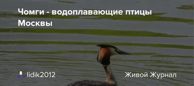 Зимовка дома: Почему водоплавающие птицы остаются в Москве в холода