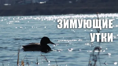 Симпатичная Птица Спаривается Обычные Водоплавающие Птицы Птица Черный  Крылатый Ходунок стоковое фото ©Mutan7 300000992