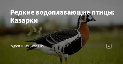 В Москве пересчитали водоплавающих птиц: самое большое потомство дали  кряквы - KP.RU