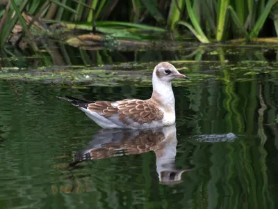 Гуси: крупные водоплавающие птицы с длинной шеей» — создано в Шедевруме