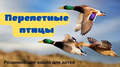 Осенняя миграция птиц: курс на юг – Астраханский биосферный заповедник