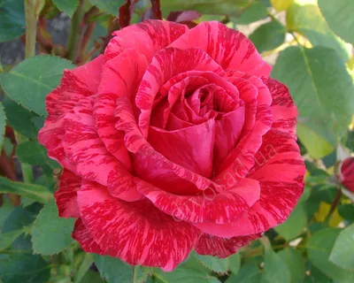 Роза чайно-гибридная 'Ред интуишн' – купить Розы на Sadik.ru