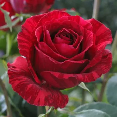 Роза чайно-гибридная срезочная Ред Интуишн/Red Intuition - Амрита