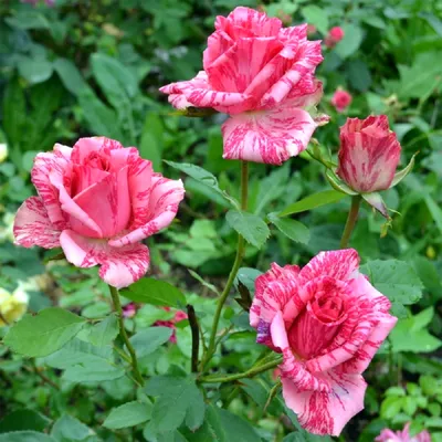 Роза Ред Интуишн - купить саженцы Rose Red Intuition почтой, недорого