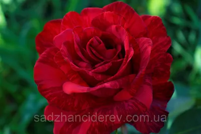 Роза чайно-гибридная Ред Интуишн (туба а/ф Семена Алтая) купить за 690 р. в  садовом центре АСТ Медовое