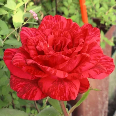 Роза чайно-гибридная Ред Интуишн (Red Intuition) | Садовый центр \"Berberis\"