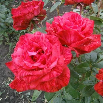 Купить саженцы Ред интуишн (Red Intuition) розы с доставкой по России -  Магазин саженцев Gardenson