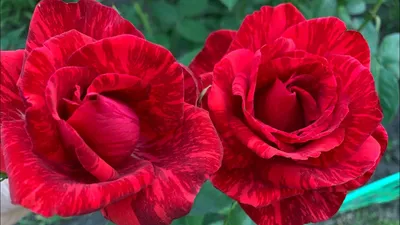 Роза чайно-гибридная \"Ред Интуишн\" Red Intuition (ID#1448892939), цена: 70  ₴, купить на Prom.ua
