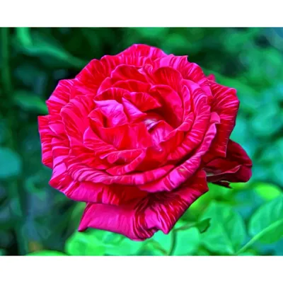 Купить Роза Ред Интуишн в Минске. Саженцы роз - каталог Весна 2024