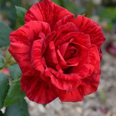 Роза чайно-гибридная 'Ред интуишн'/Rose hybrid tea 'Red Intuition' C6 —  цена в Оренбурге, купить в интернет-магазине, характеристики и отзывы, фото