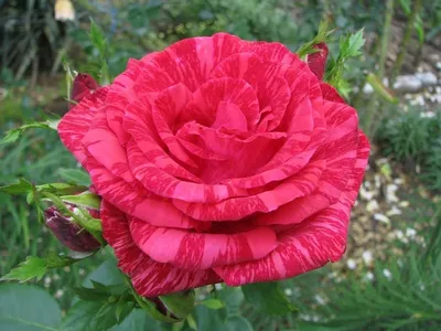 Роза чайно-гибридная Ред Интуишн (Red Intuition). - «ПОТРЯСАЮЩЕ  ПРЕКРАСНА.Роза-красавица.» | отзывы