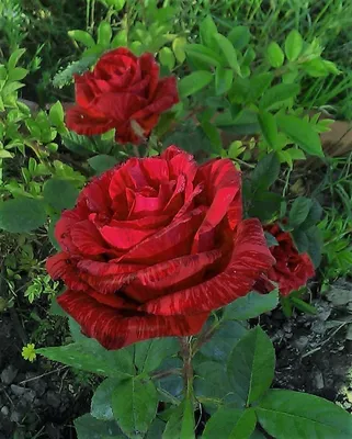 Ред Интуишн (Red Intuition) - Чайно-гибридные розы - Розы - Каталог