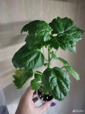 EXOTIC PLANT Редкие коллекционные растения