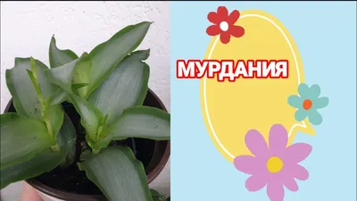 Комнатные растения. Или почему я выбрал это хобби. | Raritet-plants