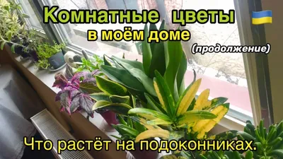 Самые дорогие комнатные растения: список домашних цветов с высокой ценой,  особенности выбора таких культур, их плюсы и минусы