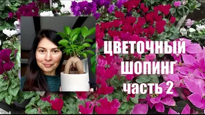 Редкие коллекционные комнатные растения. Берём? | Первый Цветочный | Дзен