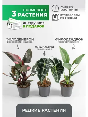 Обзор комнатных цветов - Названия растений и мои покупки🌱 - YouTube