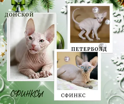 Сфинкс: фото, характер, разновидности, описание породы | WHISKAS®