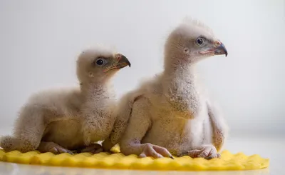 На Ганцевщине есть редкие птицы | Ганцавіцкі час