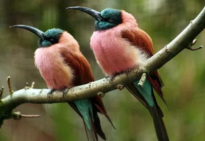 Одни из самых редких птиц на планете | КругоZorro | Дзен