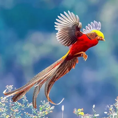 🦜Невероятные редкие птицы в мире , сделают этот вторник отличным днём с  прекрасным настроением! | Жанна Аттар | Дзен