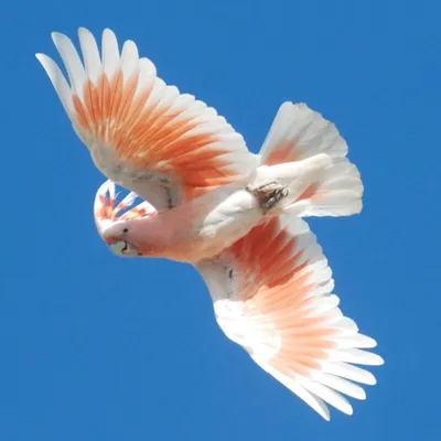 Райская птица Бенсбаха • Павел Смирнов • Научная картинка дня на  «Элементах» • Орнитология