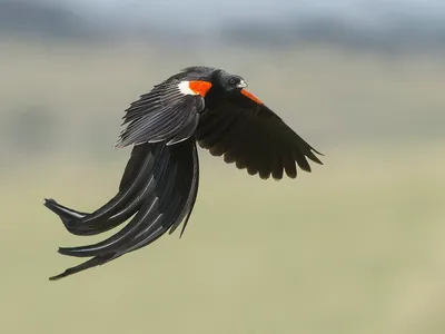 Вы в них точно влюбитесь! Самые красивые птицы Беларуси - 01.04.2021,  Sputnik Беларусь