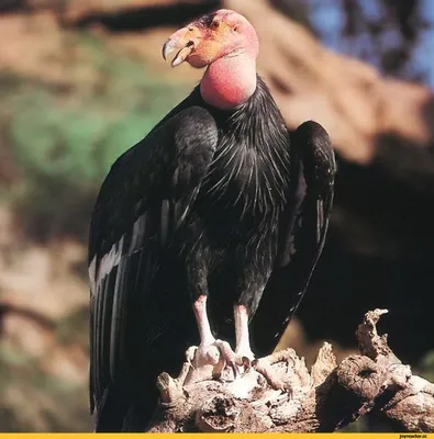 На Ставрополье поселились редкие птицы — черные грифы