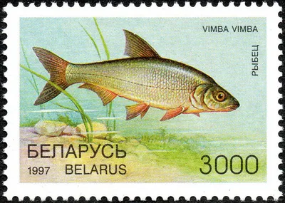 Лучепёрые рыбы — Википедия