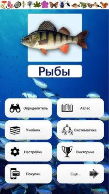 Топ-10 самых причудливых рыб мирового океана ᐈ Параграф online.zakon.kz