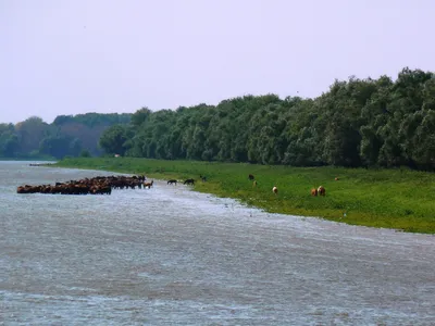 Фото Пляж острова Зелёный, Волжский. Река Ахтуба. Green Island beach в  городе Алущевск