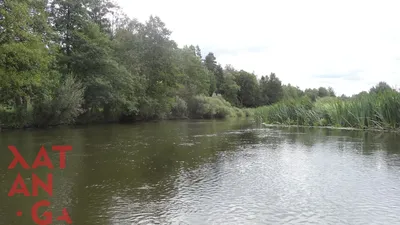 река березина в березинском заповеднике. теплый солнечный день. Стоковое  Изображение - изображение насчитывающей валы, древесина: 218458411