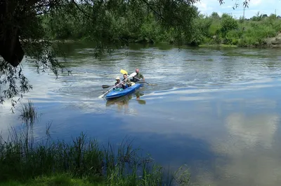 В Воронежской области на реке Битюг начала массово гибнуть рыба