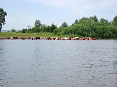Река Чулым в Новосибирской области
