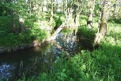 Река. Десна. Брянск. Весна. Разлив реки Stock Photo | Adobe Stock