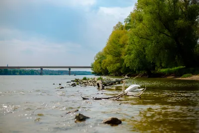 Река Дунай: Мощь и Величие | Новая Жизнь | Дзен